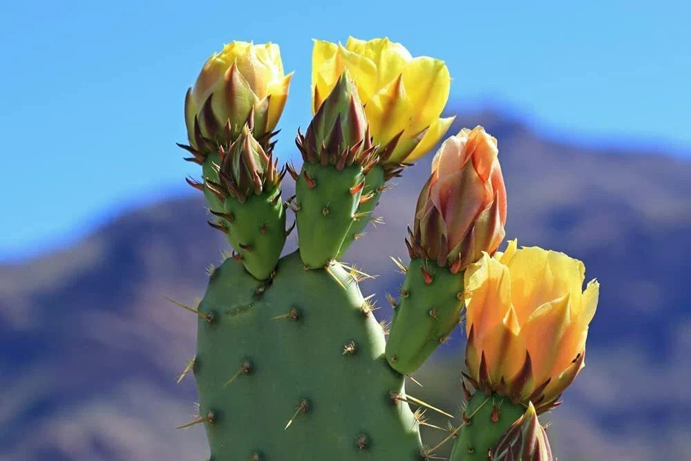 Prickly Pear Cactus Seeds - 50 Count - Opuntia ficus-indica - Easy to Grow, Drought-Resistant Succulent Seeds