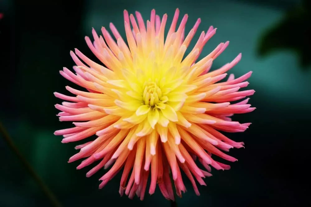 Cactus Dahlia Seeds - 50+ Mixed Color Pack - Dahlia pinnata - Vibrant Garden Flowers - Made in USA - Easy to Grow
