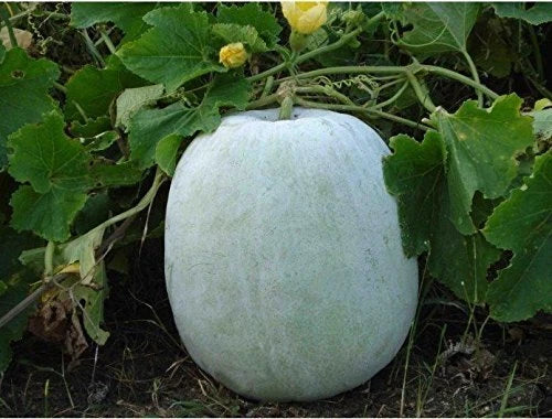 Ash Gourd Seeds, 10+ Pack, White Wax Winter Melon, Benincasa hispida, Heirloom Vegetable Garden Seeds for Home Gardening