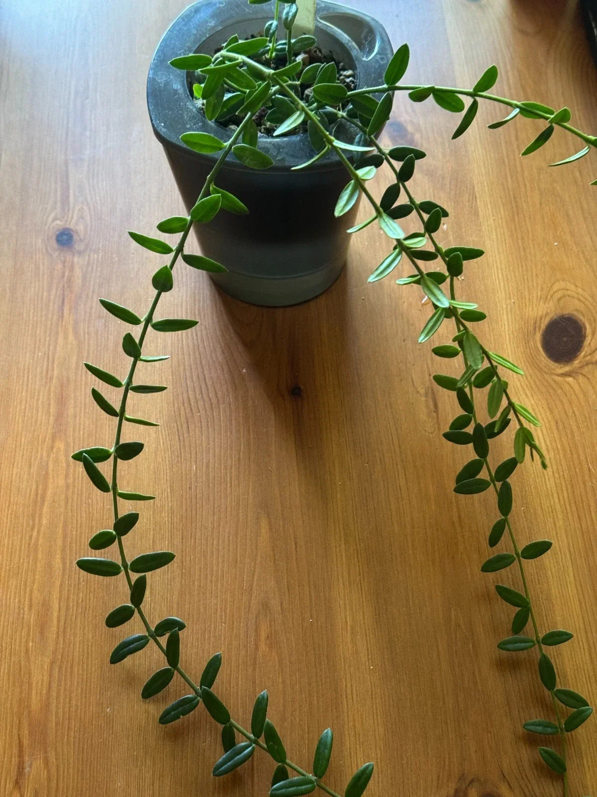 Hoya Engleriana Cutting - 4 Nodes - Rare Tropical Houseplant - Hoya Carnosa - Easy Care Indoor Plant - Propagation Ready