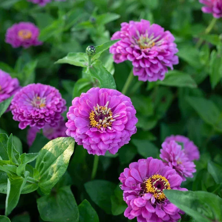 Zinnia Seeds Pack - 100+ Benary Giant Lilac - Zinnia elegans - Non-GMO, USA Grown, Ideal for Garden Planting