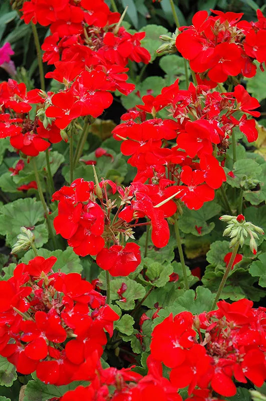 Pinto Deep Red Geranium Seeds - 12 Fresh Seeds - Pelargonium x hortorum - Vibrant Annual Flower Seeds for Garden