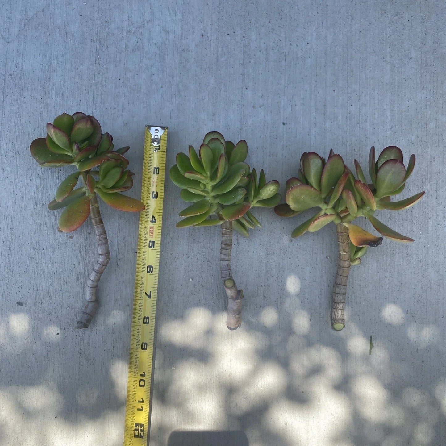 Jade Plant Cuttings - 3 Fresh No Root Cuttings - Crassula ovata - Perfect for Propagation and Indoor Gardening