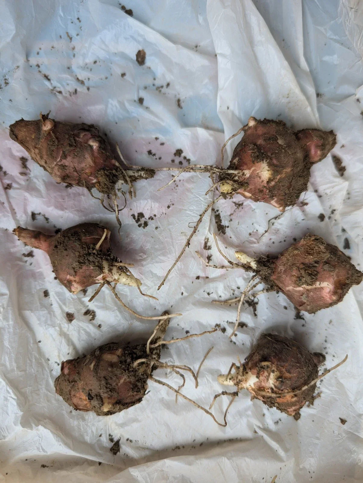 Jerusalem Artichoke Tubers Medium Red Organic Helianthus tuberosus for Planting - 6 Non-GMO Tubers for Culinary Use