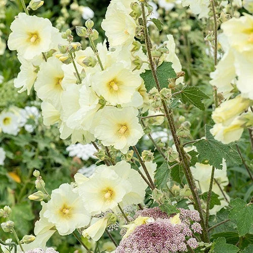 Alcea Rugosa Hollyhock Seeds - 25 Perennial Flower Seeds - Colorful Blooms - US Seller - Easy to Grow