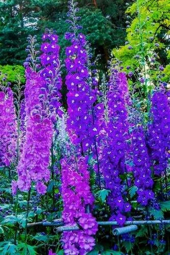 Larkspur Flower Seeds - 100+ Seeds - Blue & Purple Blooms - Delphinium ajacis - Easy to Grow, Attracts Pollinators