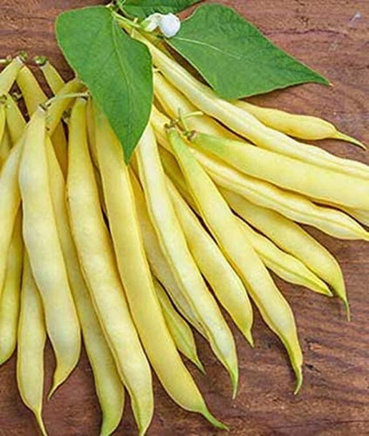 Golden Wax Bean Seeds | 50+ Heirloom Seeds | Phaseolus vulgaris | Compact Growth for Easy Gardening | Made in USA