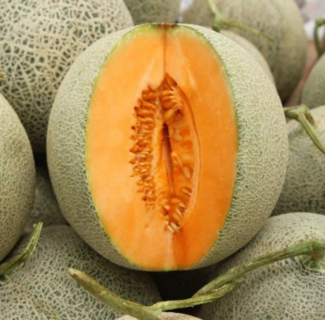 Non-GMO Melon Seeds 100 Count - Delicious Variety for Home Gardens - Cucumis melo - Perfect for Planting and Harvesting