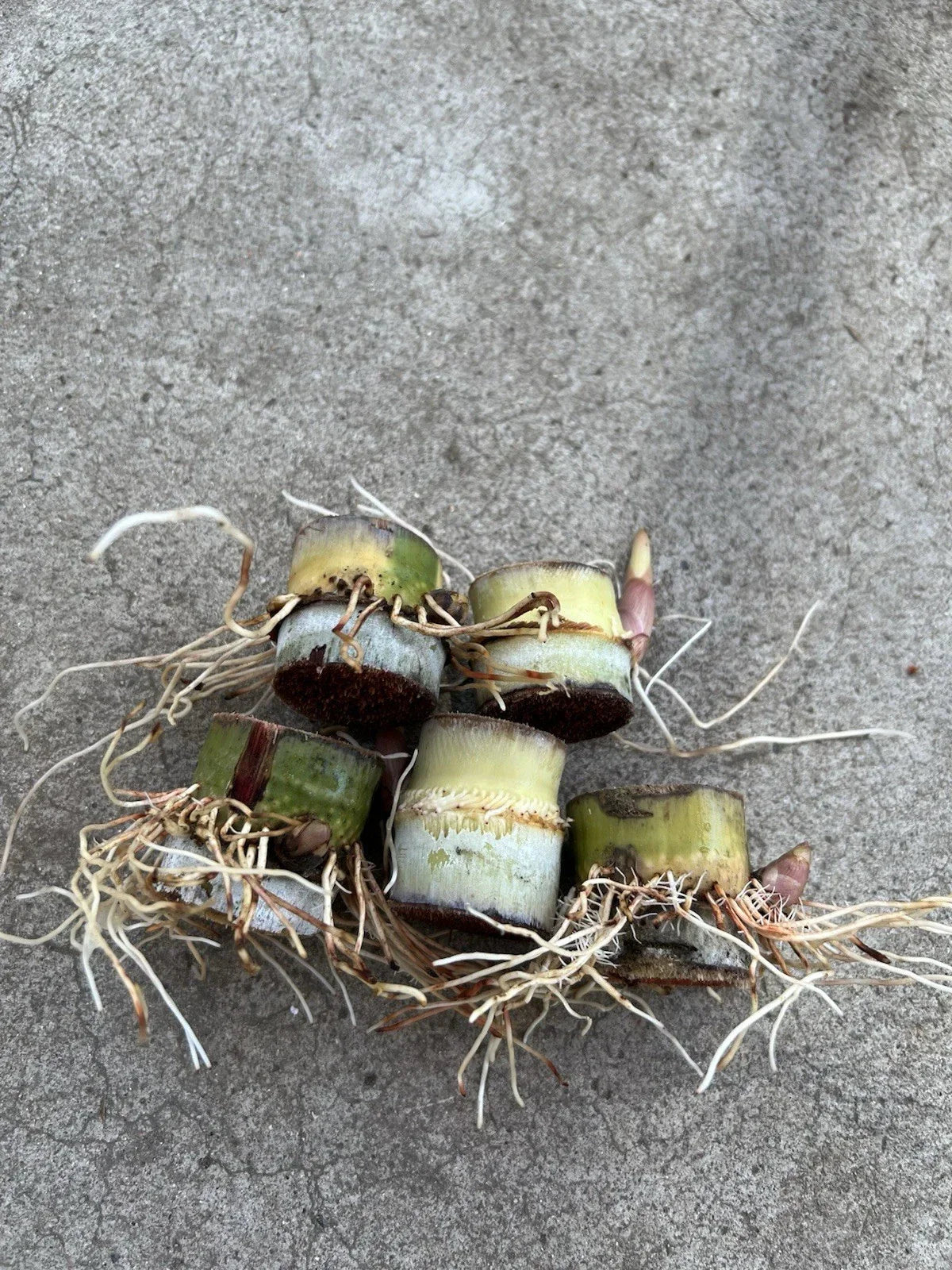 Rooted Sugarcane Cuttings - 5pcs Sweet Tropical Plant - Saccharum officinarum - Ready to Grow for Home Garden or Farming