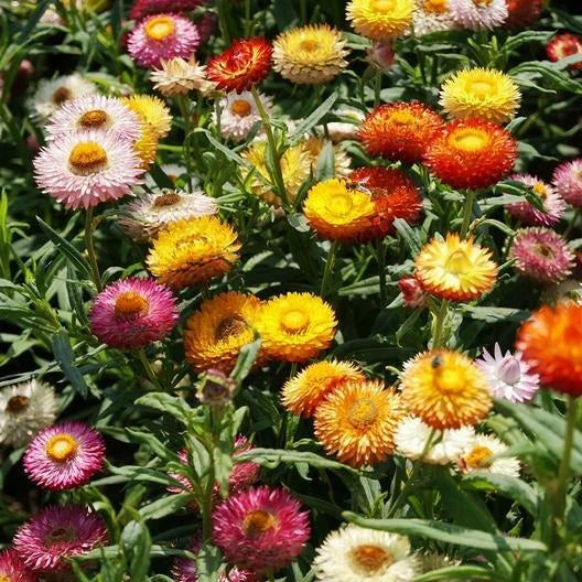 Dried Strawflower Seeds 500 Count - Dwarf Mixed Colors - Non-GMO - Helichrysum bracteatum - Ideal for Cut Flowers