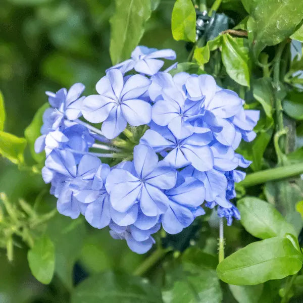 Cape Plumbago Seeds - Packet of 50, Sky Blue Flowers, Plumbago auriculata, Drought-Tolerant Perennial Garden Plant
