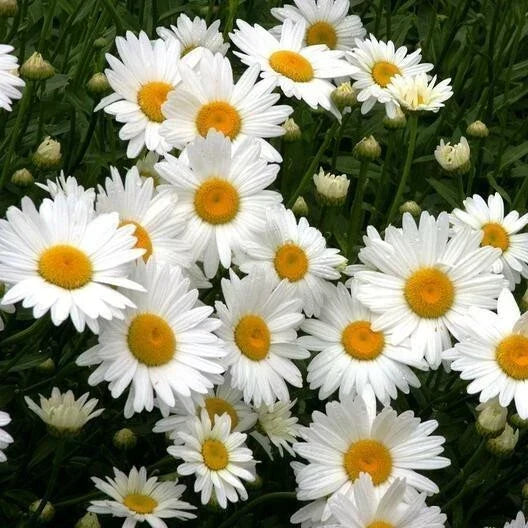 Shasta Daisy Seeds - 200+ Heirloom Seeds for Cut Flowers - Leucanthemum × superbum - Non-GMO Perennial Garden Bloom
