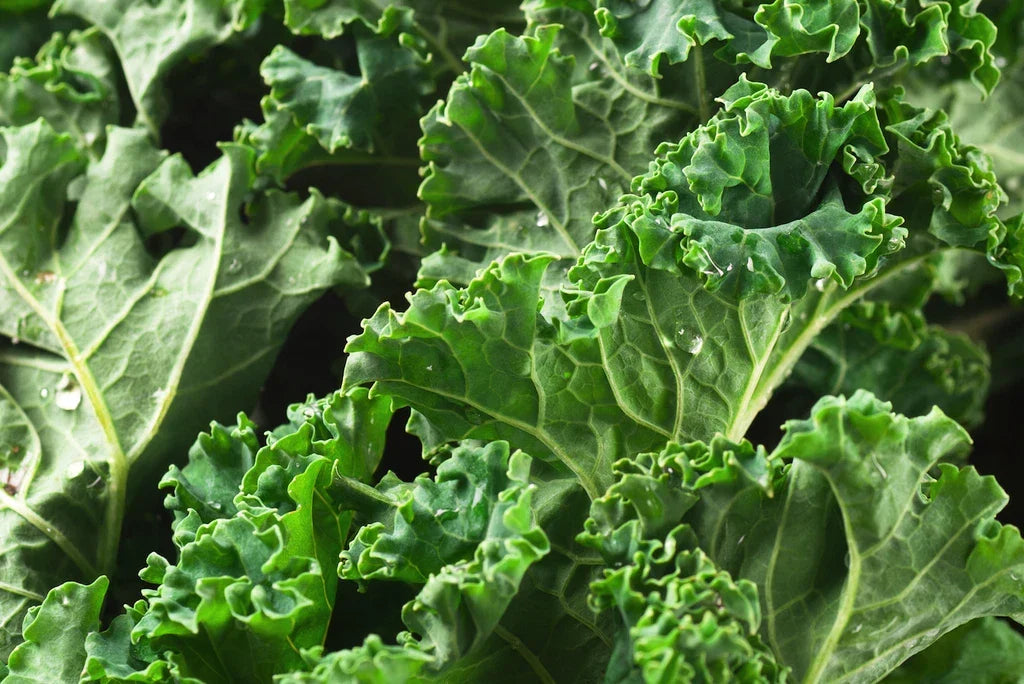 Dwarf Siberian Kale Seeds - 300+ Non-GMO Vegetable Garden Seeds - Brassica oleracea var. sabellica - Nutrient-Rich Greens