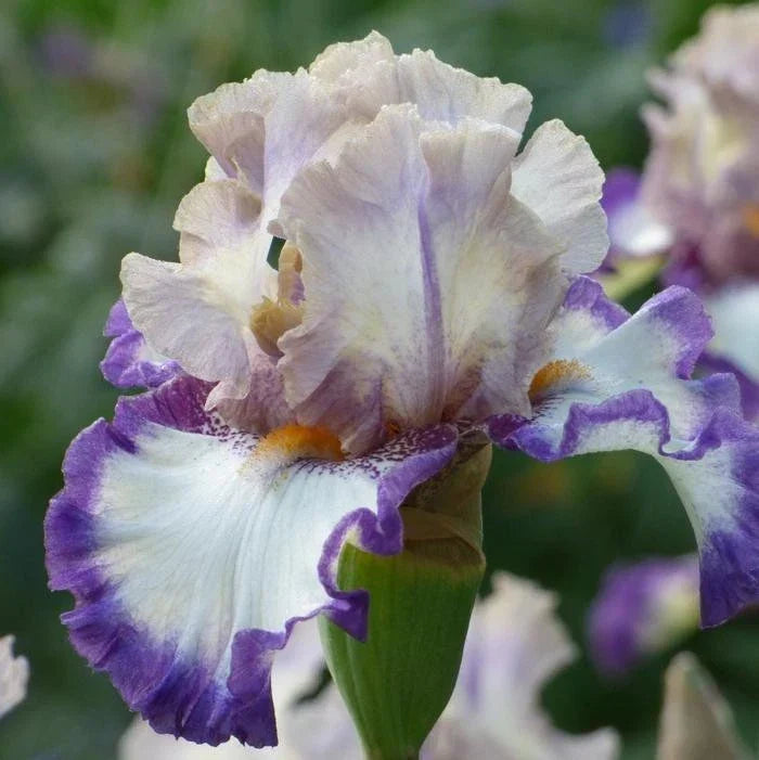 Iris Rhizome - Gray's Peak Variety - Bearded Iris - Iris Germanica - Lavender-Blue Perennial Flower Plant for Garden