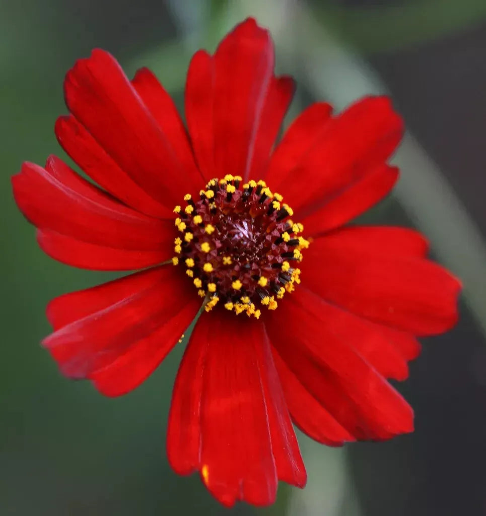 Coreopsis Seeds 1340 Seeds Plains Dwarf Red Flower Coreopsis tinctoria Non-GMO Easy Grow GroCo