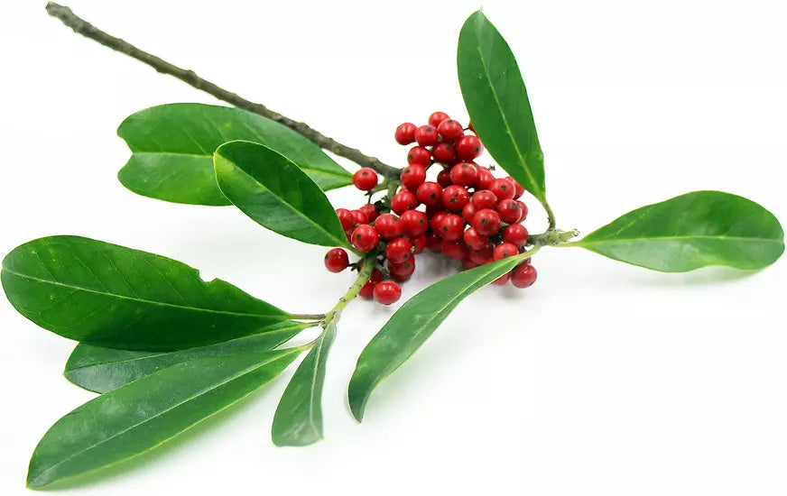 Yerba Mate Live Starter Plant 4-6 Inches Pesticide-Free Ilex paraguariensis - Ideal for Tea Gardens and Home Growing