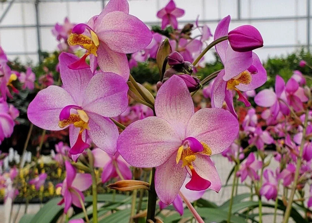 Spathoglottis Harmony Orchid Plant - 3" Pot - Vibrant Tropical Blooms - Spathoglottis plicata - Rooted Terrestrial Orchid