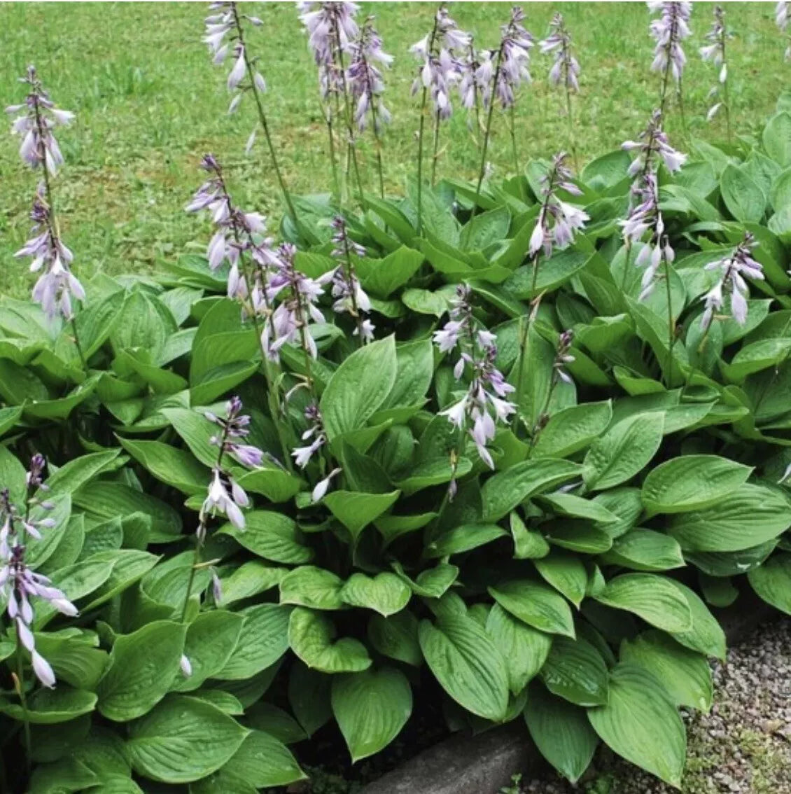 Hosta Plants 4 Roots Hosta Elegans Metallic Blue-Green Foliage Hosta sieboldiana Shade Garden Perennial