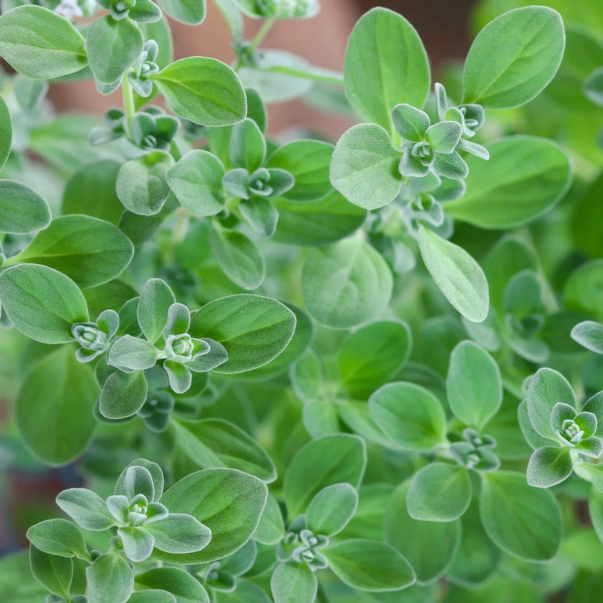 Sweet Marjoram Herb Seeds - Non-GMO Knotted Marjoram, Heirloom Majorana Variety, Culinary Herb Seed Packet