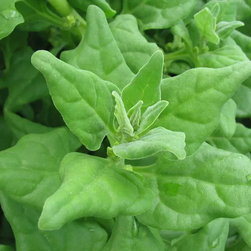 New Zealand Spinach Seeds - 50 Non-GMO Seeds - Tetragonia expansa - Nutrient-Rich Leafy Green for Garden