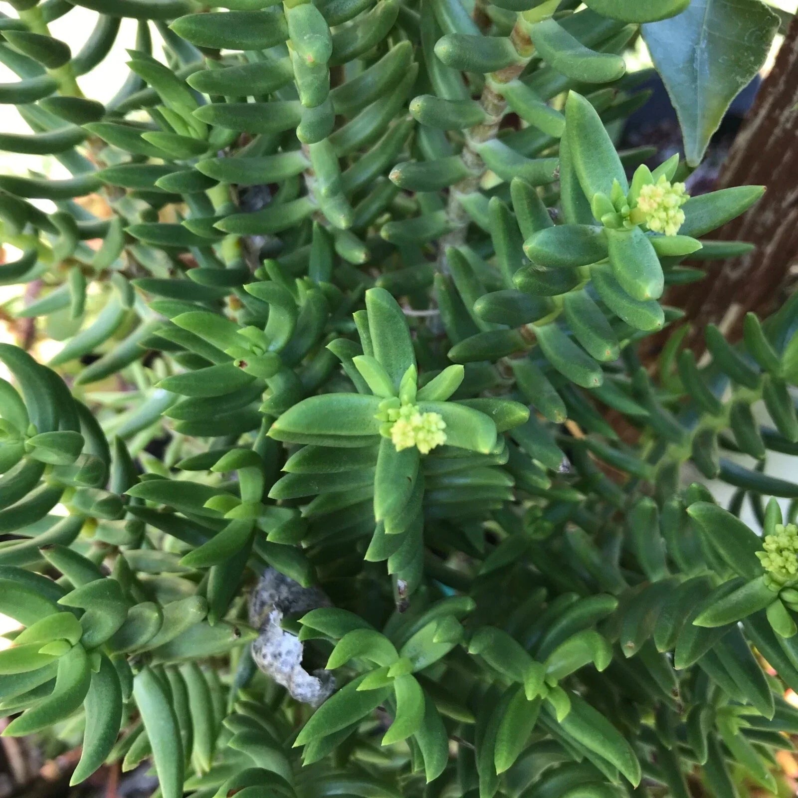 Mini Pine Tree Cuttings - 4 Succulent Bonsai - Pinus spp. - Ideal Indoor Plants for Home Decor and Gift