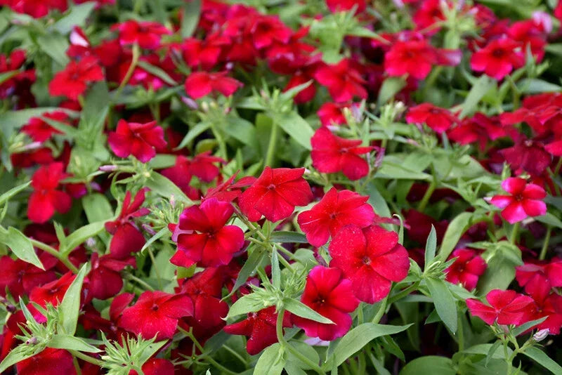 Phlox Seeds - 100+ Heirloom Red Drummondii - Fragrant Annual Flower Seeds (Phlox drummondii) for Garden Planting