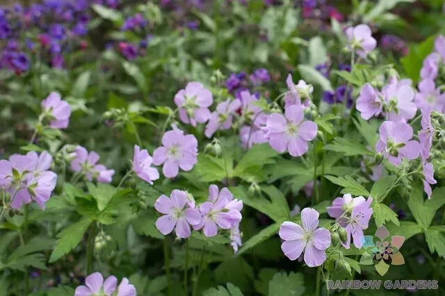 Joan Baker Geranium Seeds - 25+ Pack - Pelargonium x hortorum - Vibrant Blooms for Garden Planting