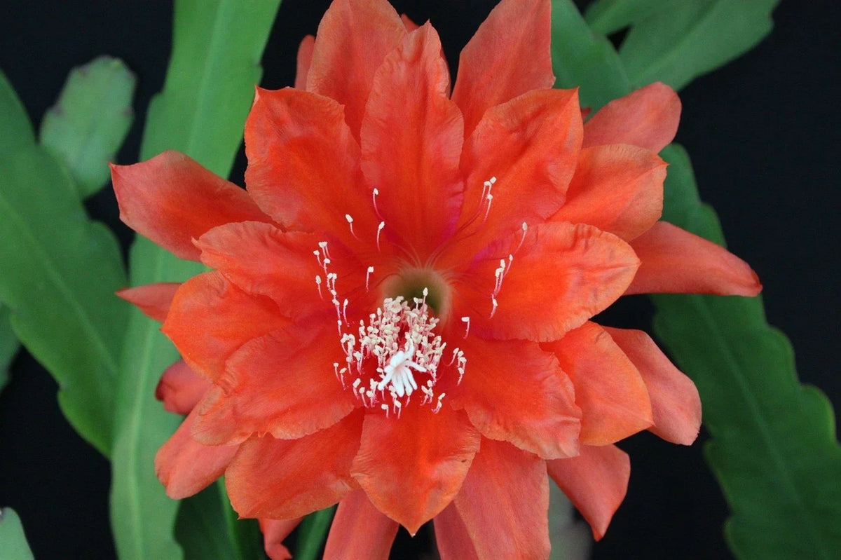 Epiphyllum Cuttings, Don's Cuttings, "All That Jazz," Rare Orchid Cactus, Epiphyllum spp., Vibrant Blooms for Propagation