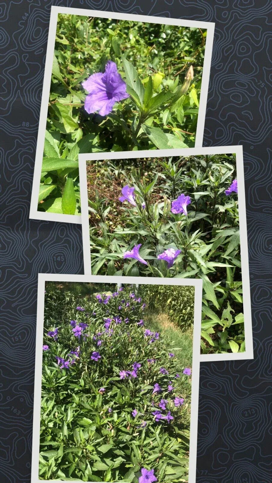 Live Bare Root Mexican Petunia Plants 10 Pack - Vibrant Purple Flowers - Ruellia Simplex - Hardy Perennial Garden Plants