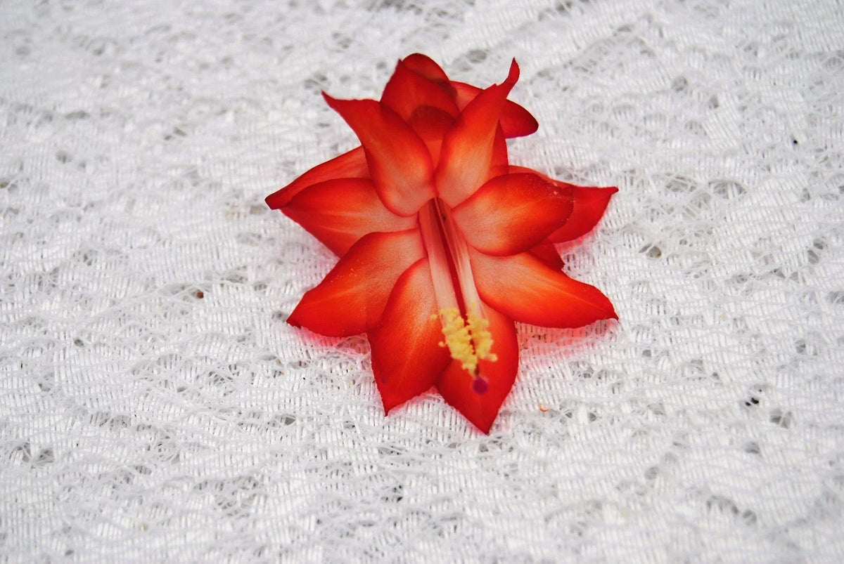 Christmas Cactus Starter Plant - Healthy Well Rooted - Schlumbergera Truncata - Vibrant Pink & Red Blooms - Indoor Houseplant