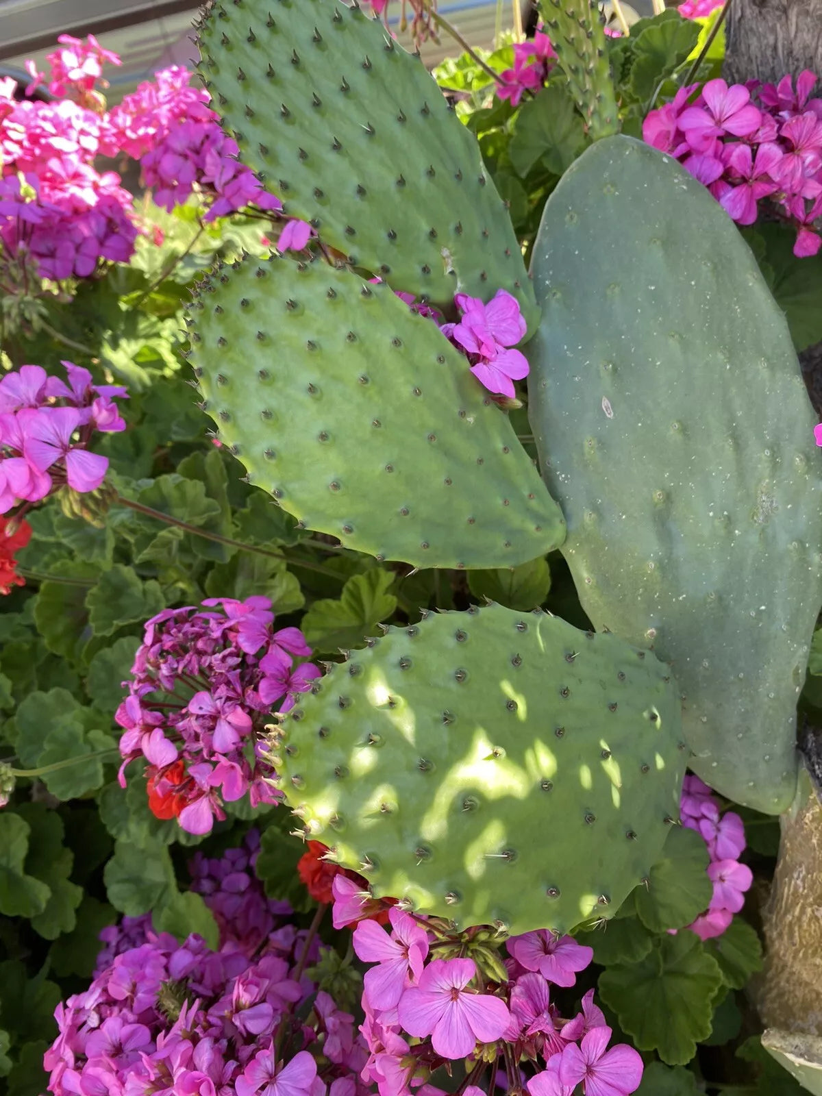 Prickly Pear Cactus Pad Cuttings - 5 Sprouted Nopales - Edible Superfood for Turtles - Opuntia spp.