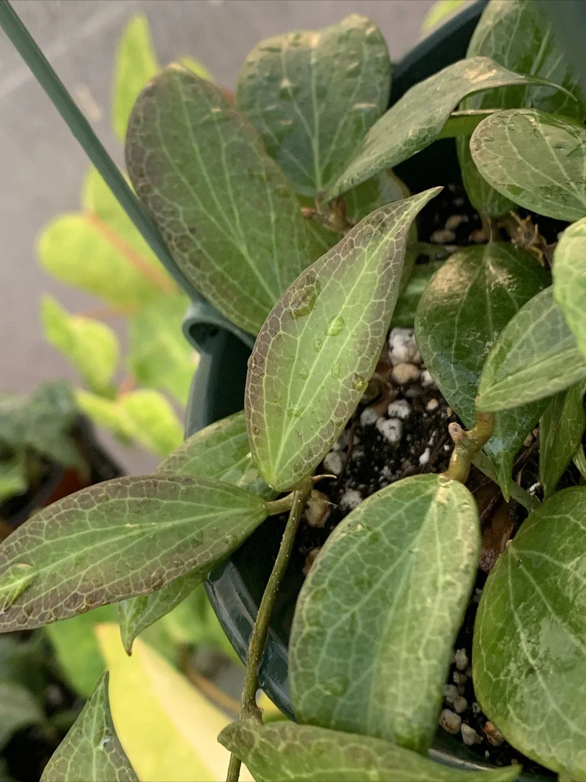 Hoya Fitchii 3" Pot - Rooted Cuttings - Tropical Houseplant - Hoya fitchii - Easy Care Indoor Plant for Beginners