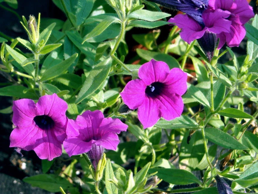 Wild Petunia Seeds 35 Count - Purple Flowers, Fragrant, Ruellia malacosperma - Non-GMO Garden Seeds for Easy Growing