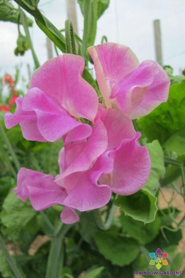 Bobby Chisholm Sweet Pea Seeds - 50+ Pack - Heirloom Lathyrus odoratus - Vibrant Fragrant Blooms for Garden Planting
