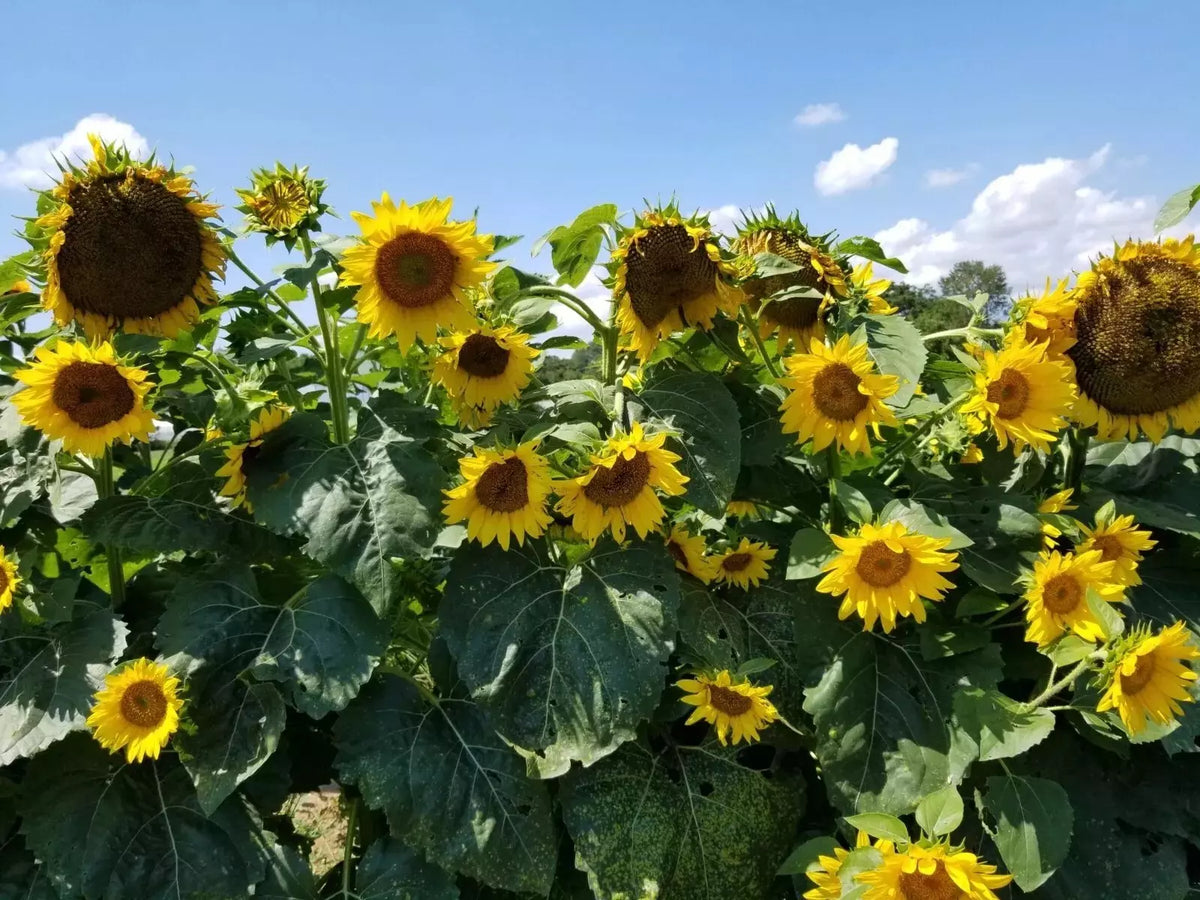 Black Oil Sunflower Seeds - 10+ Pack - Heirloom Non-GMO - Helianthus annuus - Fresh for Gardening & Bird Feeding