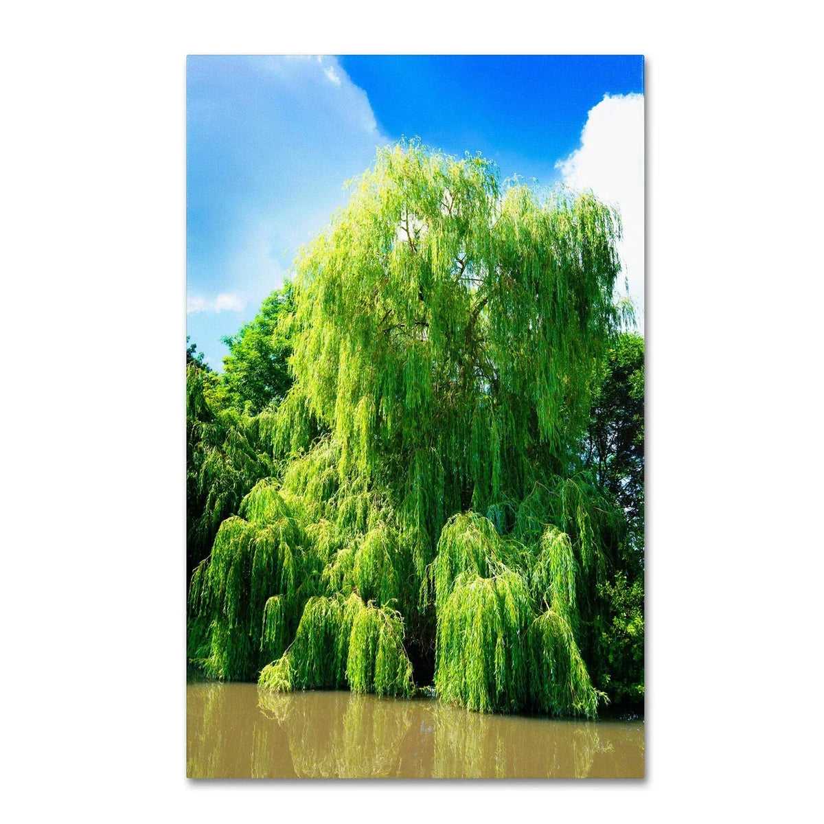 Weeping Willow Cuttings - 4 Bright Green Cuttings for Planting - Salix babylonica - Wisconsin Weeping Willow Trees