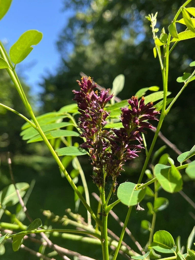 False Indigo Bush Seeds - 400+ Count - Purple Blooms - Amorpha fruticosa - Native Plant for Garden & Landscape