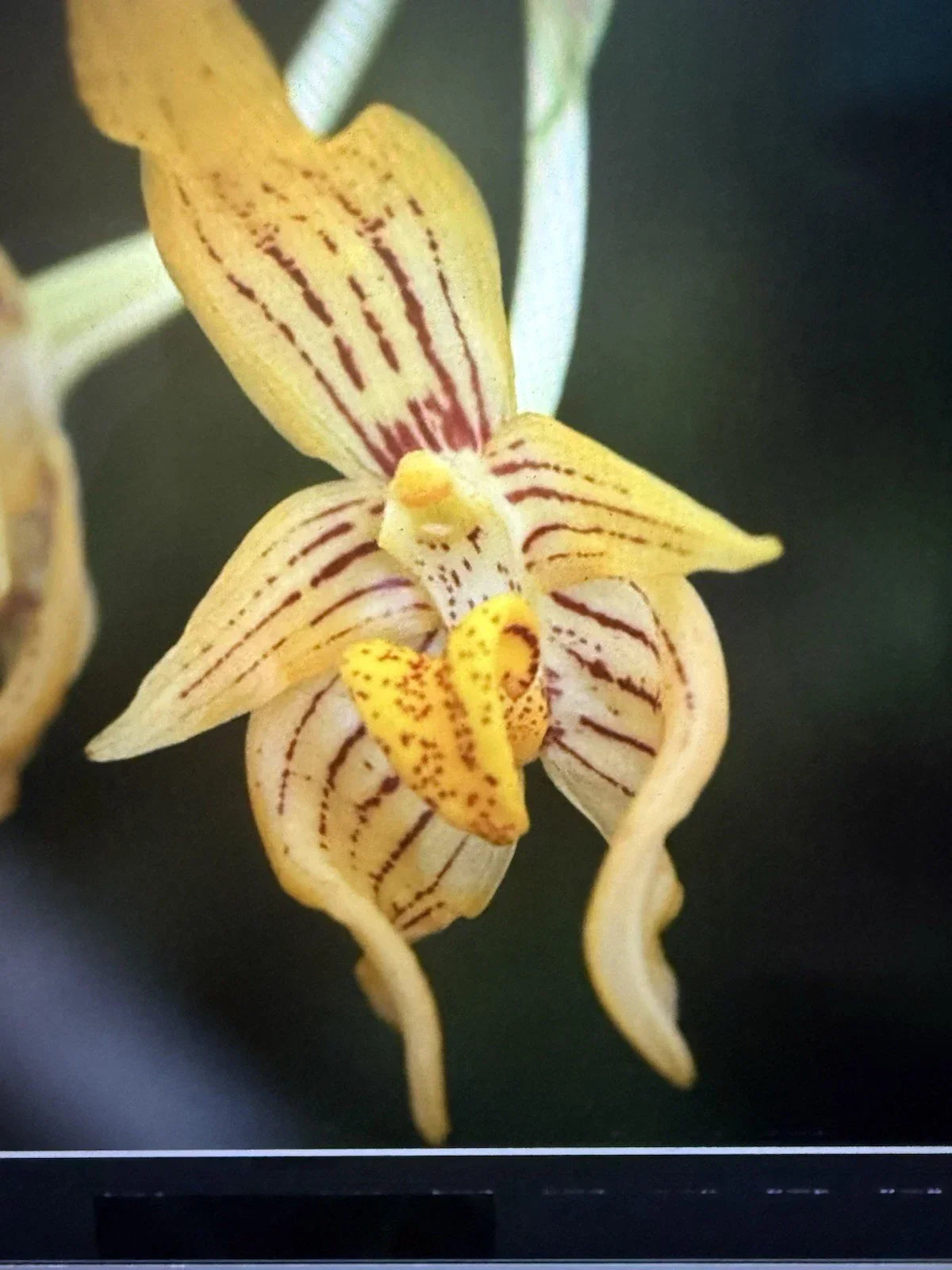 Orchid Plant Bulb in 2 Inch Pot, Arvogelli Variety, Exotic Flower - Orchidaceae, Indoor Gardening, Home Decor