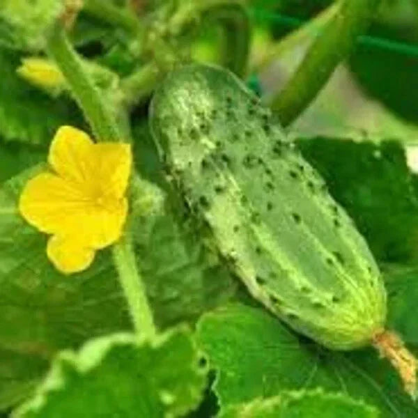 Organic Pickling Cucumber Seeds - 100 Count - Cucumis sativus - Non-GMO, USA Grown for Home Gardening and Fresh Salads