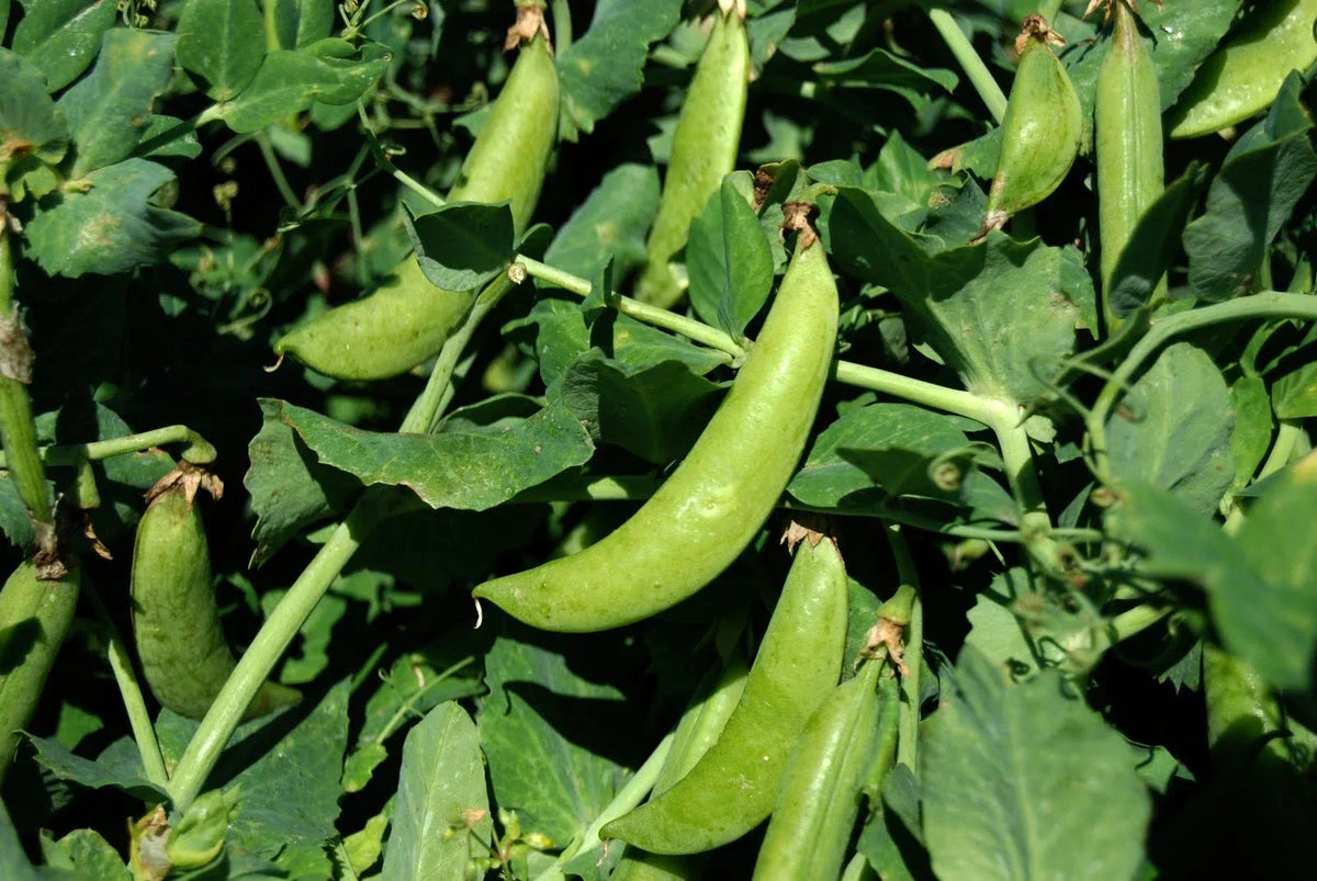 Sugar Snap Pea Seeds - 100 Count Packet - Crisp & Tender - Pisum sativum var. macrocarpon - Non-GMO Heirloom Gardening