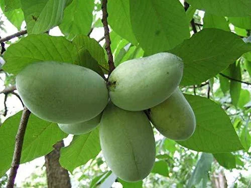 Paw Paw Tree Seeds - 5 Pack - Anna's Bananas - Asimina triloba - Grow Delicious Tropical Fruits at Home