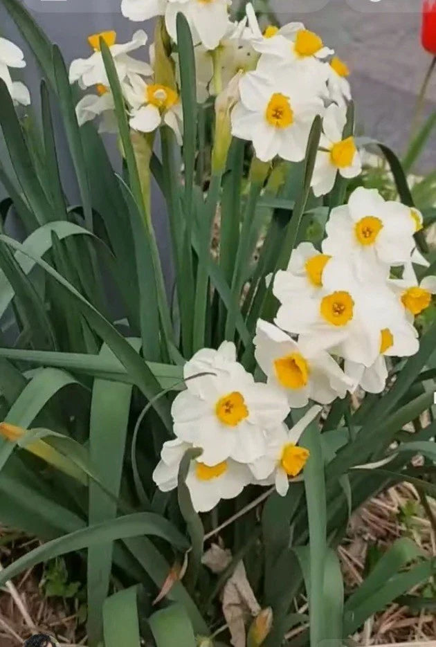 Narcissus Daffodil Bulbs Set of 4 White Yellow Fresh USA Narcissus spp. Perfect for Spring Garden