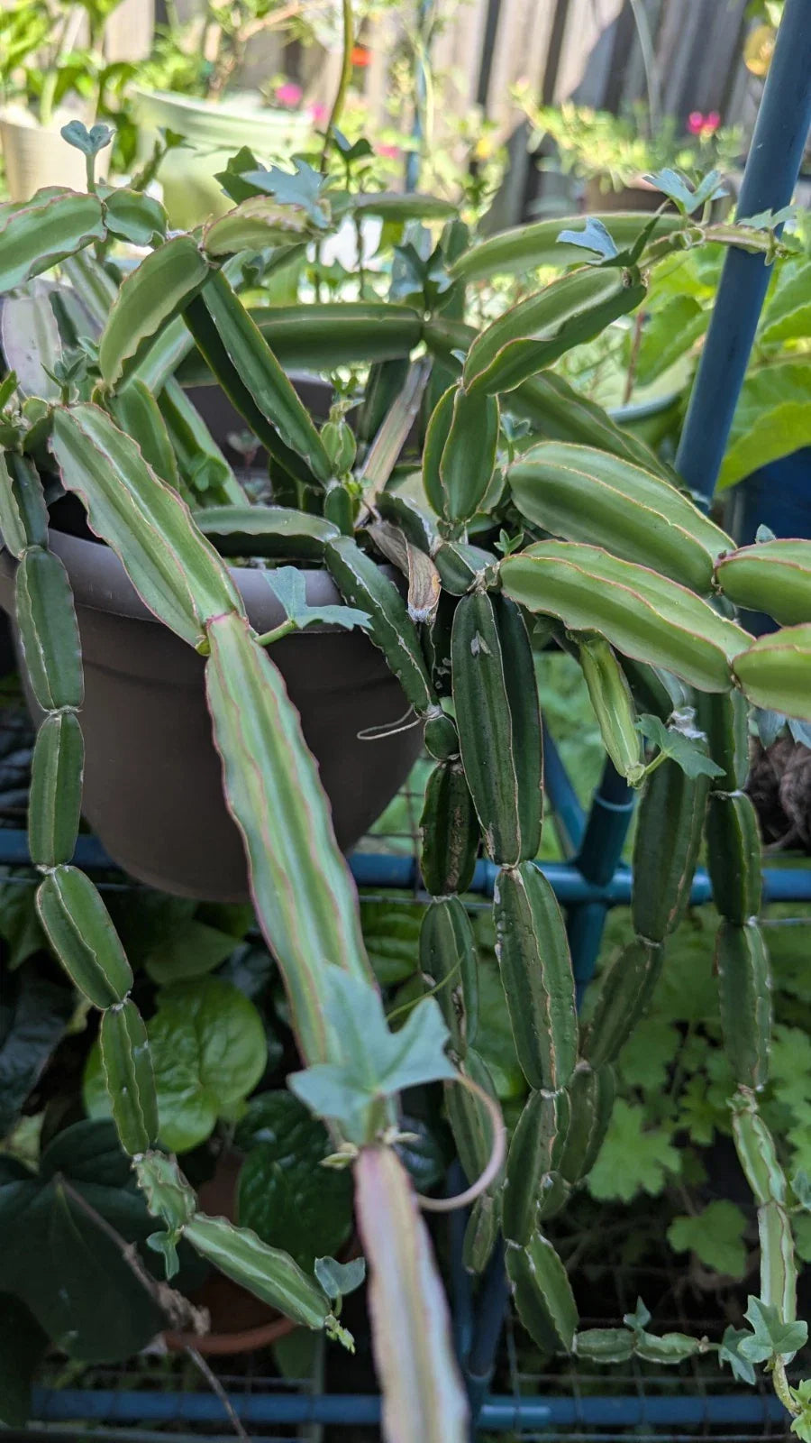 Cissus Quadrangularis Cuttings - 3 Healthy Veldt Grape Pirandai Plant Cuttings - Medicinal Cucumber Cactus - Easy Grow Vine