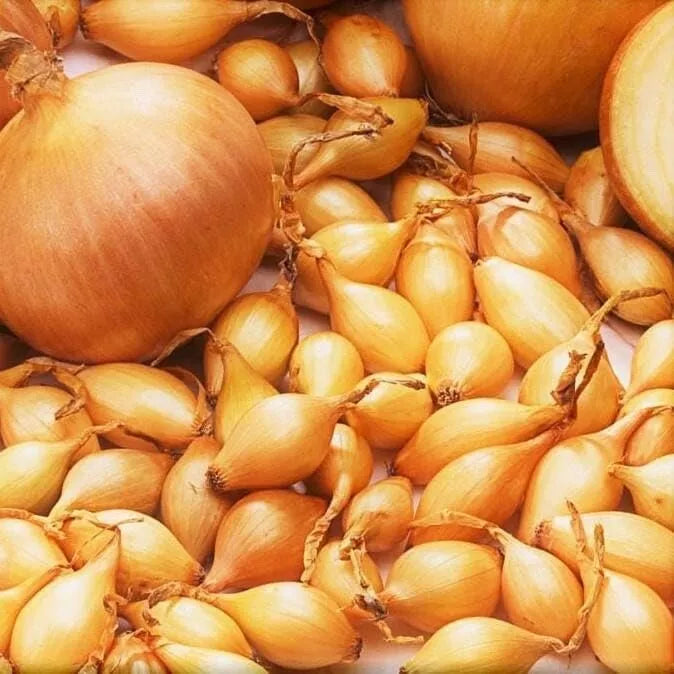 Spanish Globe Onion Sets - 100 Count Bulbs for Planting - Allium cepa - Sweet Flavor Variety for Home Gardening