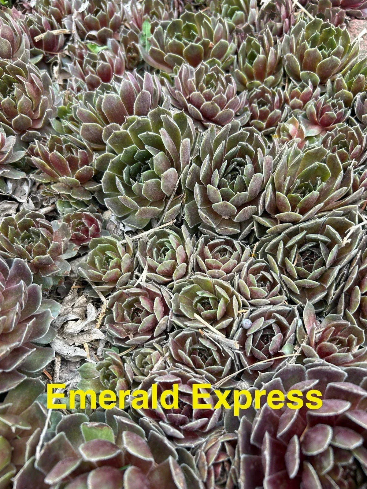 10 Live Hardy Hens and Chicks Succulents - Emerald Express Sempervivum - Perfect for Zones 4-8, Ideal for Gardens and Pots