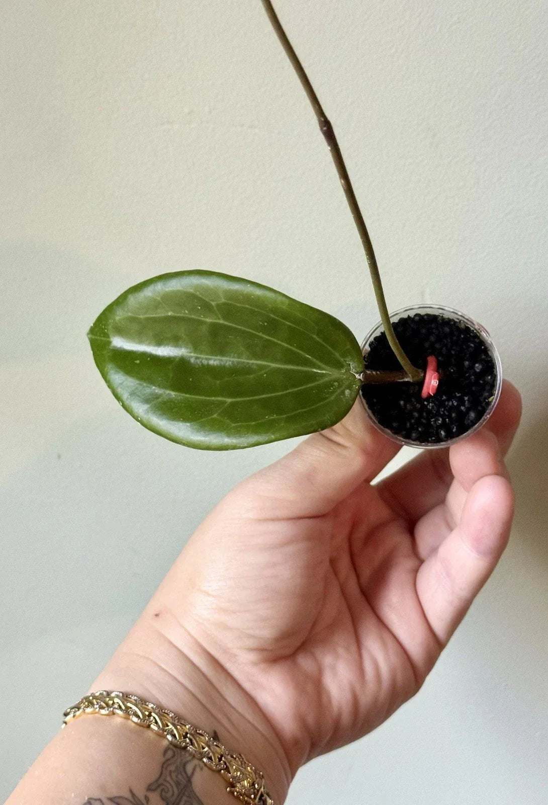 Rooted Hoya Cutting - Hoya Quinquenervia - Easy Care Indoor Plant - Perfect for Hanging Baskets - Low Maintenance Houseplant