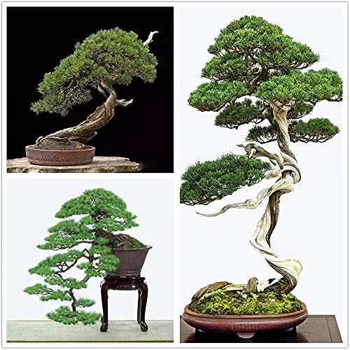 Bonsai Tree Seeds - 30+ Japanese Black Pine Seeds - Evergreen Beauty, Pinus thunbergii - Ideal for Bonsai Cultivation