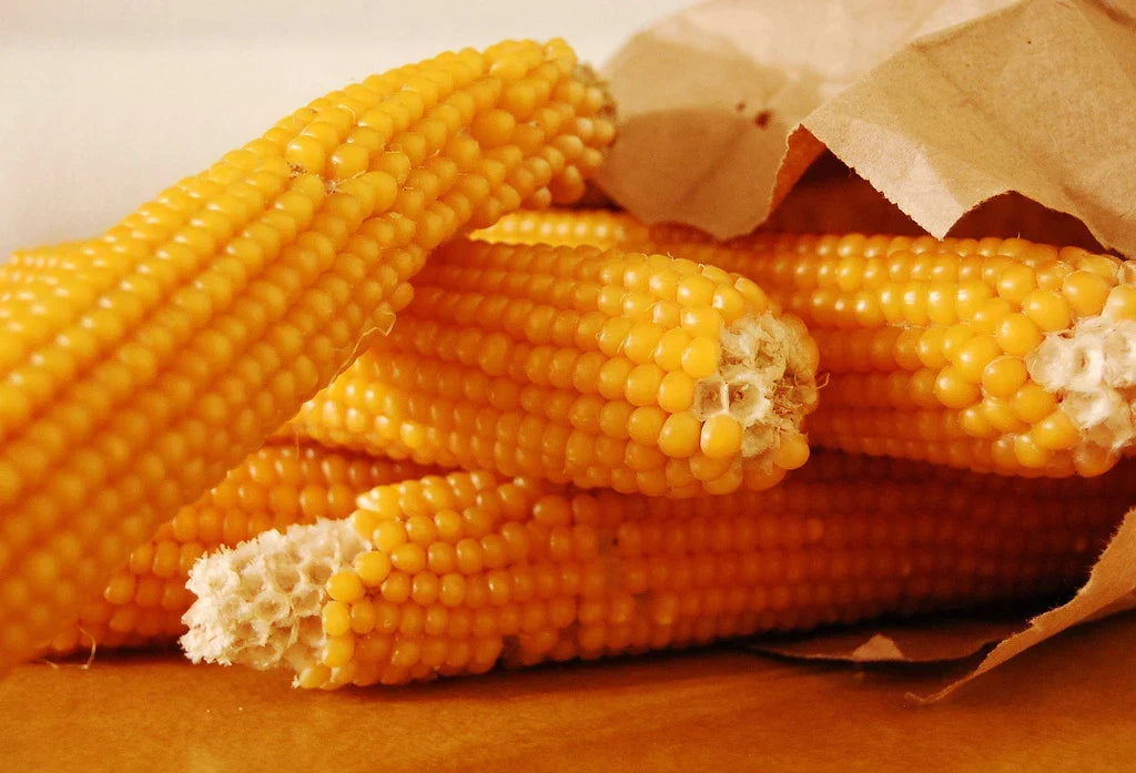 50 Seeds Yellow Popcorn - Non-GMO Zea Mays Everta - Home Garden Planting, Fast Shipping