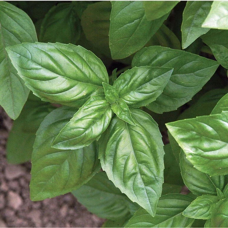 Basil Seeds - 25 Culinary Herb Seeds - Ocimum basilicum - Non-GMO, Fast Germination - Ideal for Indoor/Outdoor Gardening