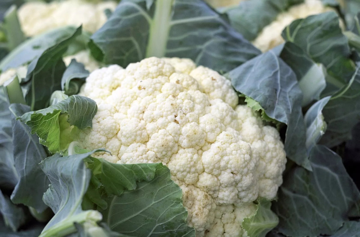 Cauliflower Seeds 100 Pack, Snowball Y Improved, Non-GMO, Organic, Self Blanching, Brassica oleracea var. botrytis